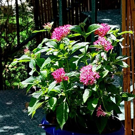 ソレントNonna Pia'S Houseアパートメント エクステリア 写真
